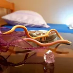 Bicho House Lägenhet Bukovic